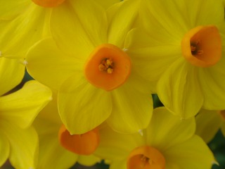 Ja &eacute;s primavera!